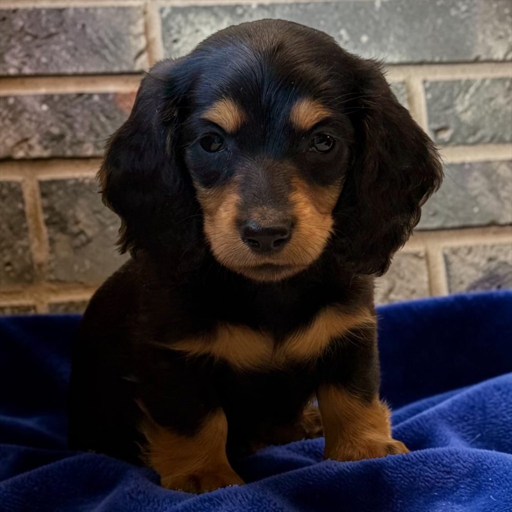 Black and tan longhair dachshund puppy