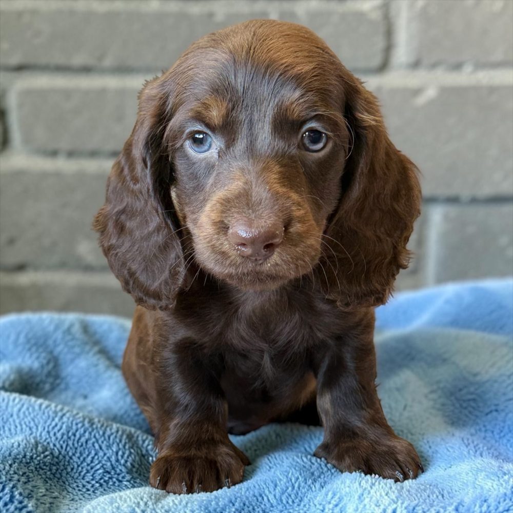 Chocolate and tan longhair dachshund puppy