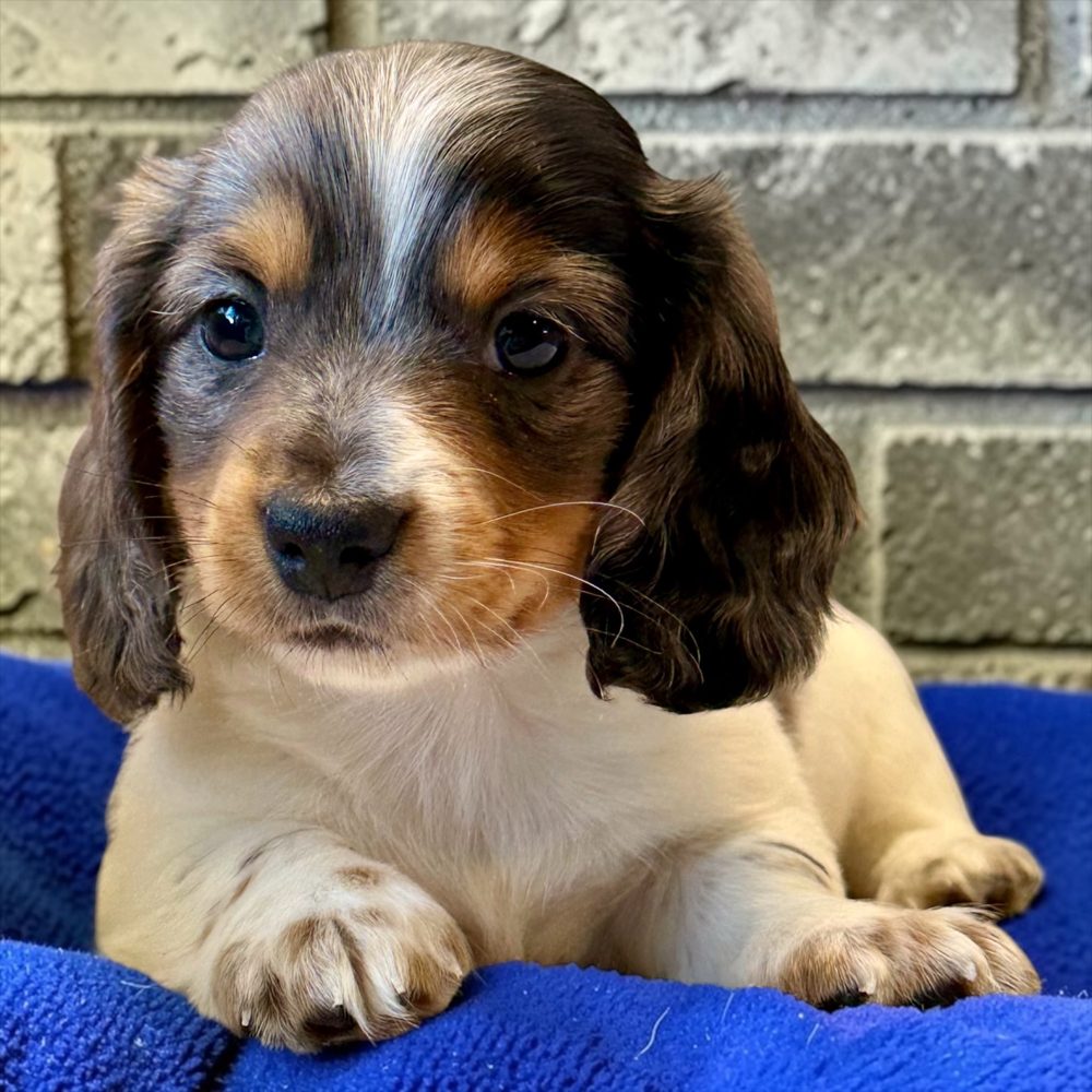 Silver dapple piebald longhair dachshund puppy