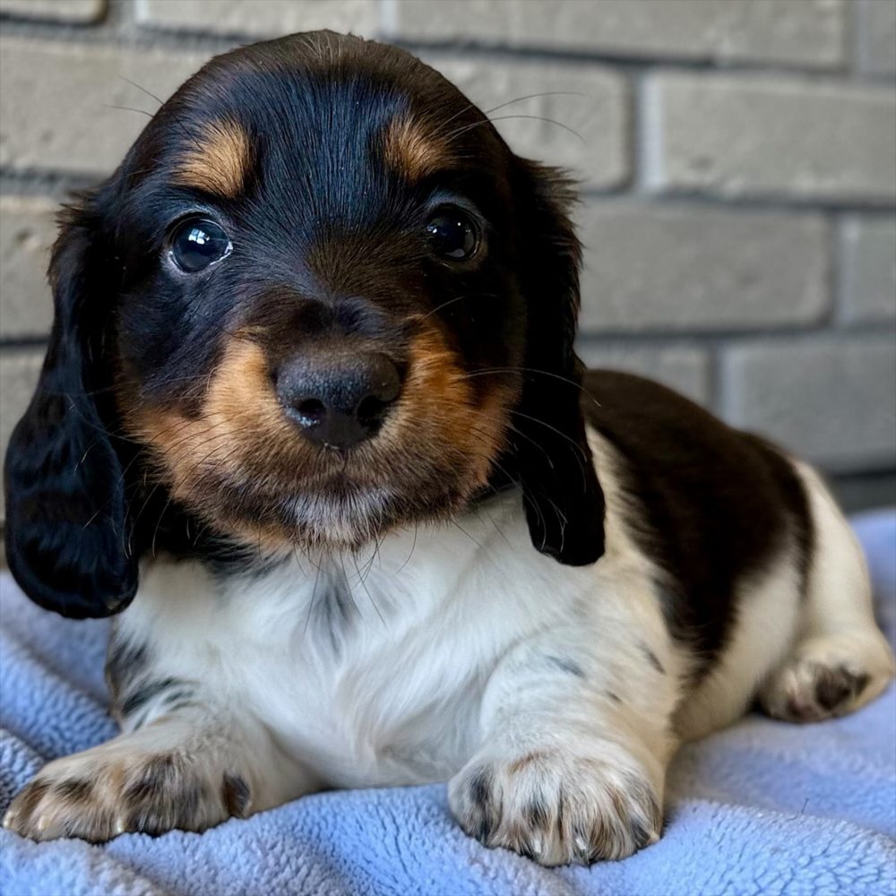 Black and white piebald longhair dachshund puppy