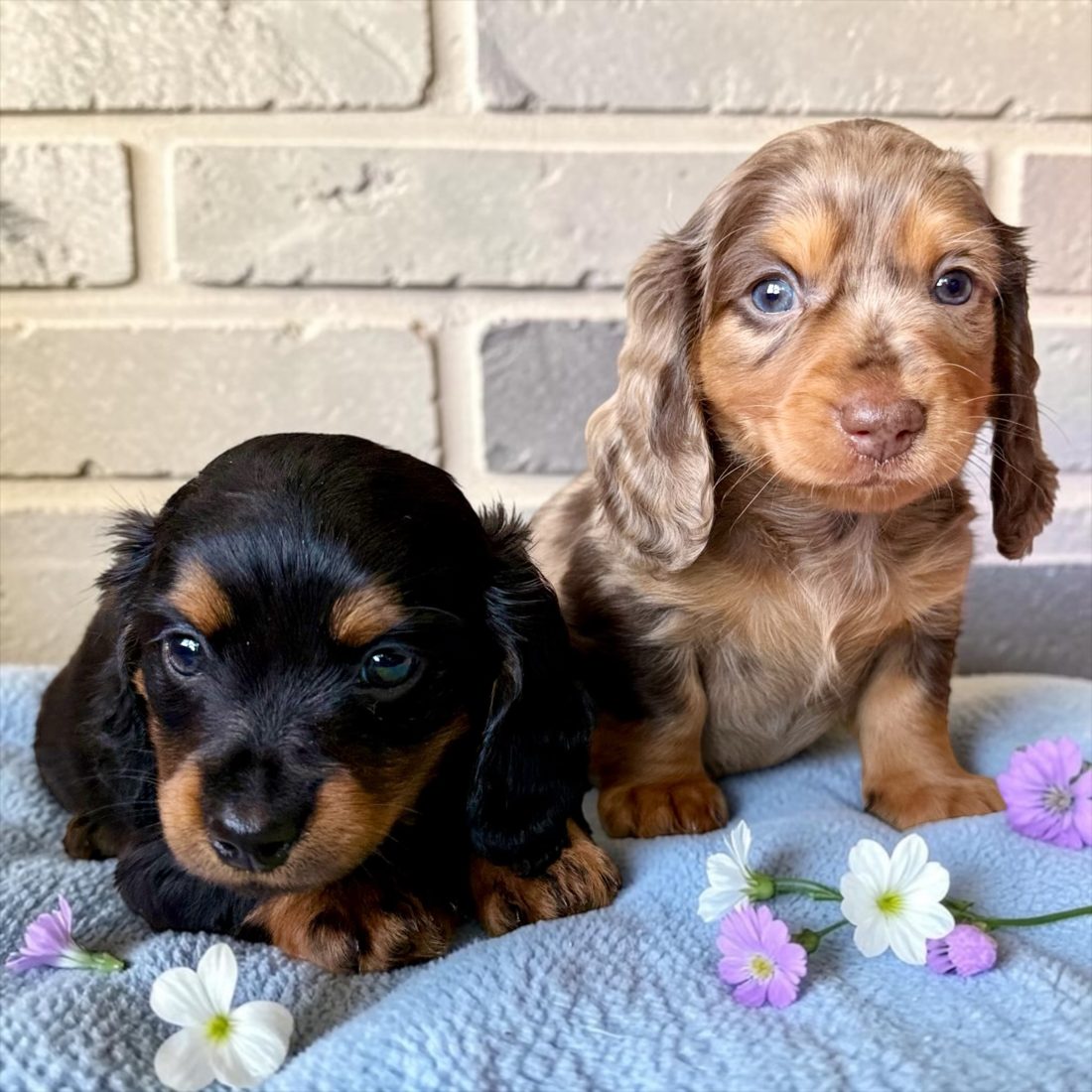 Two longhair dachshund puppies among flowers