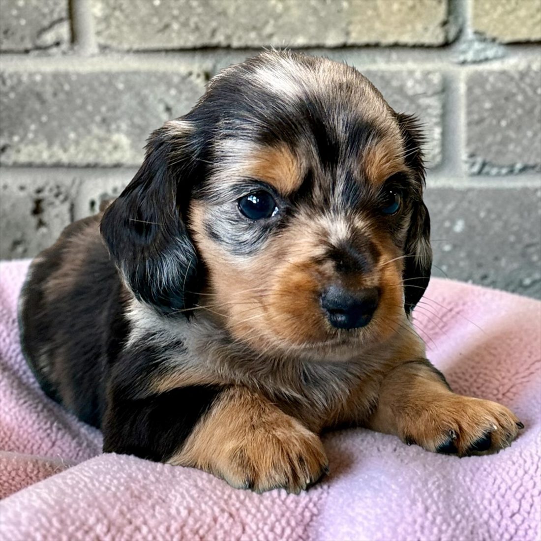 Silver dapple longhair dachshund puppy