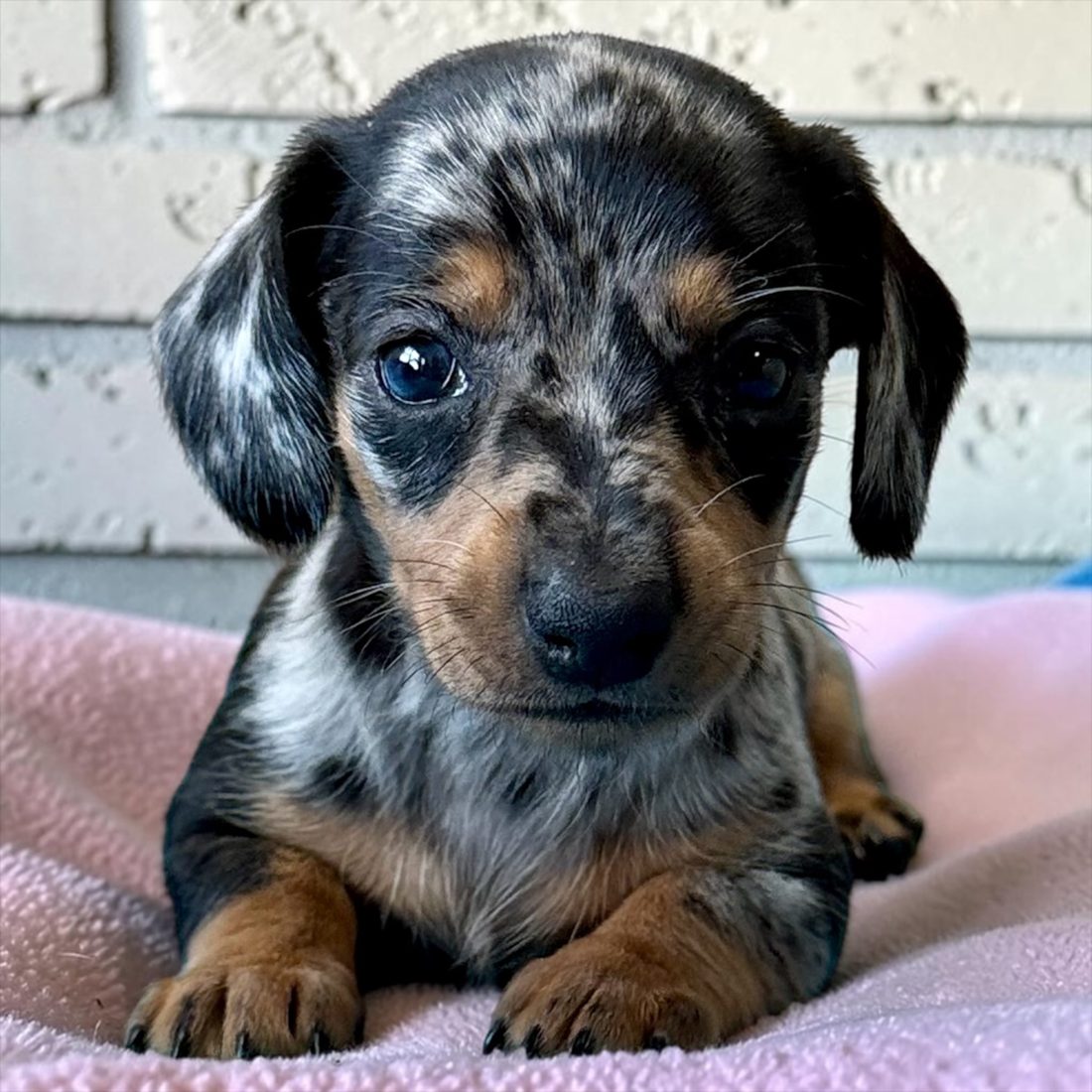 Dapple dachshund puppy on a pink blanket