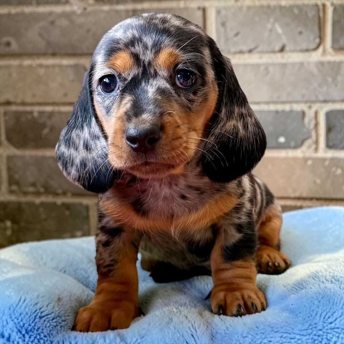 Silver dapple smooth dachshund puppy