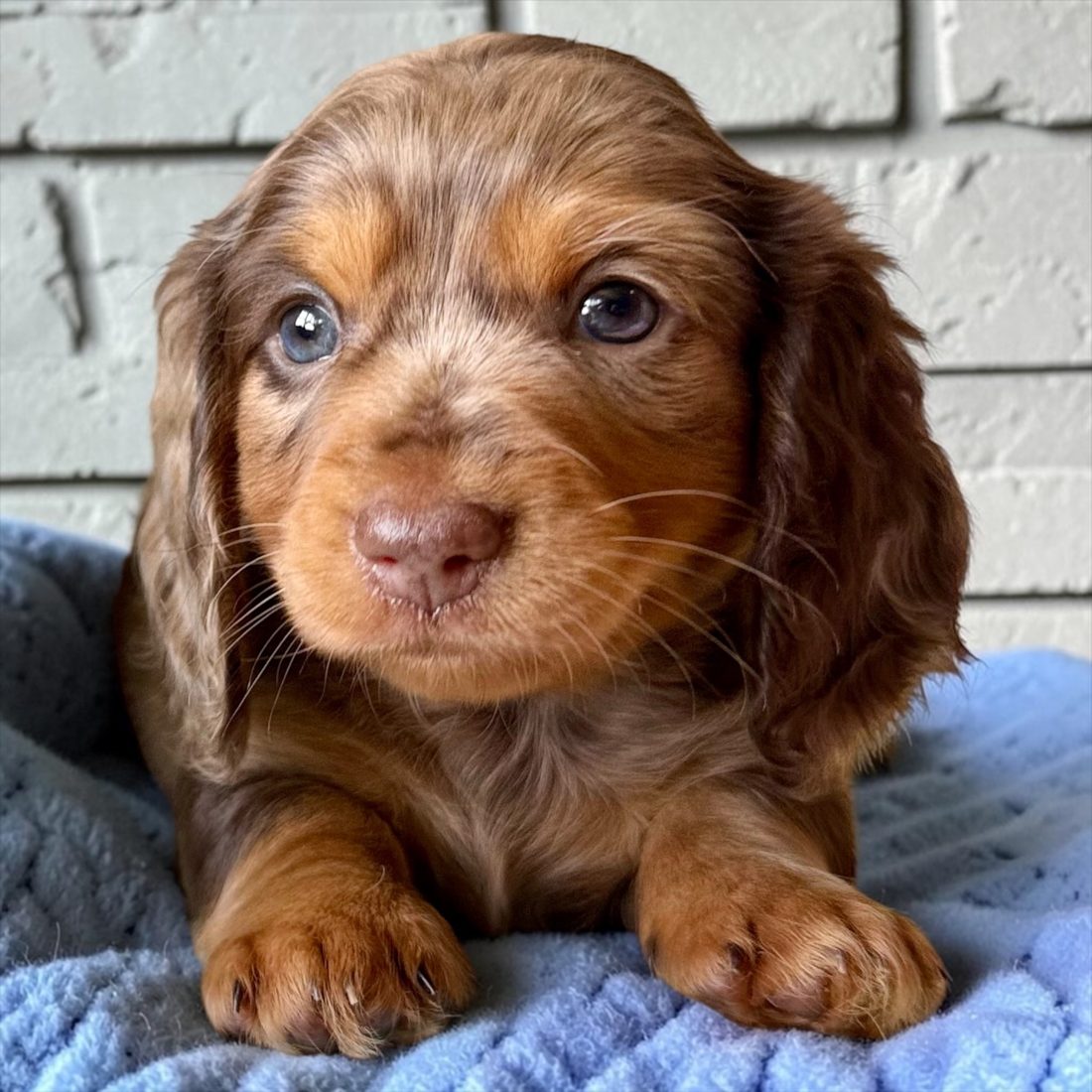 Blue-eyed chocolate dapple longhair dachshund puppy