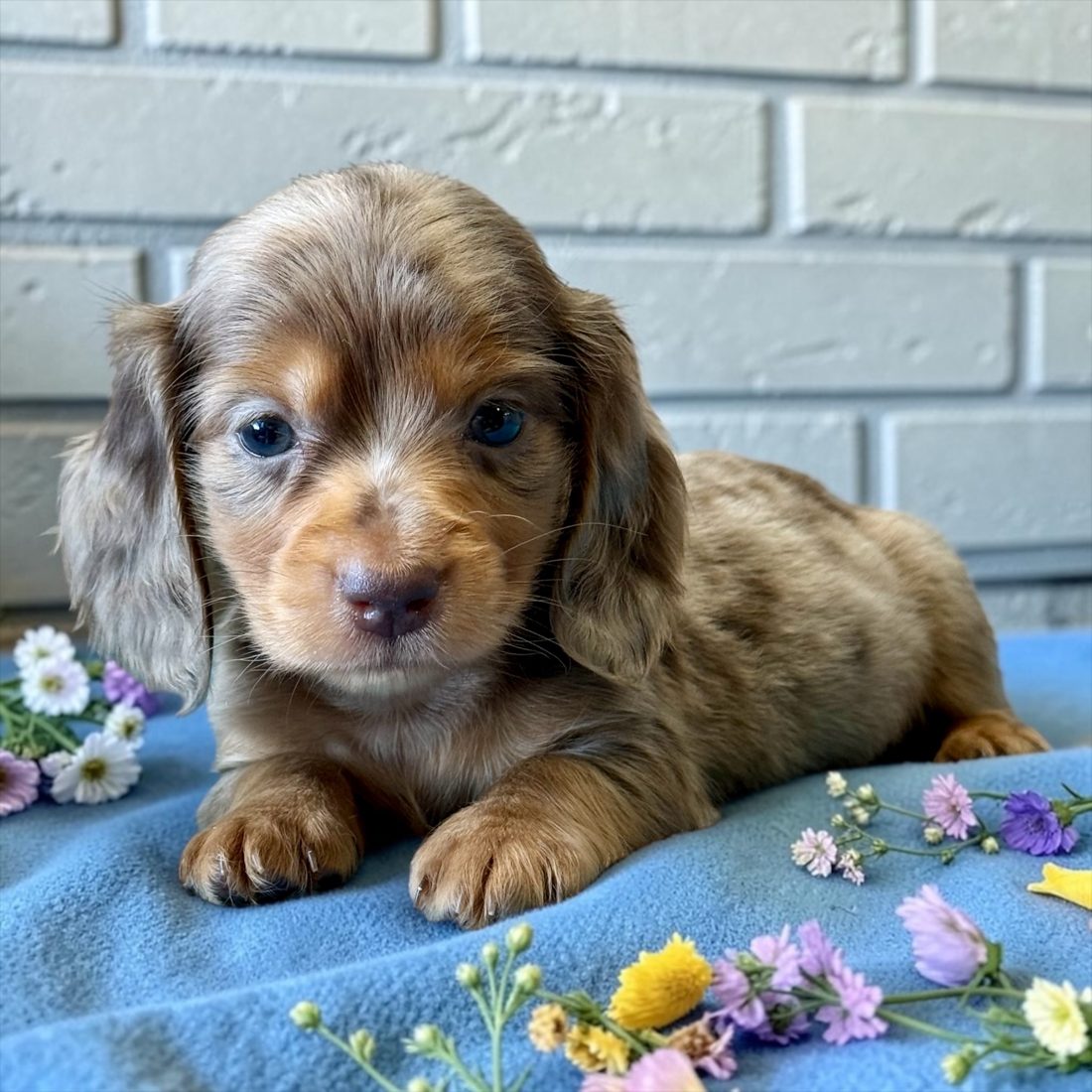 Chocolate dapple dachshund puppy among flowers